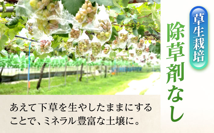 【先行予約】【限定数量】 ぶどう シャインマスカット 2房 【田上農園】 [YBY007]