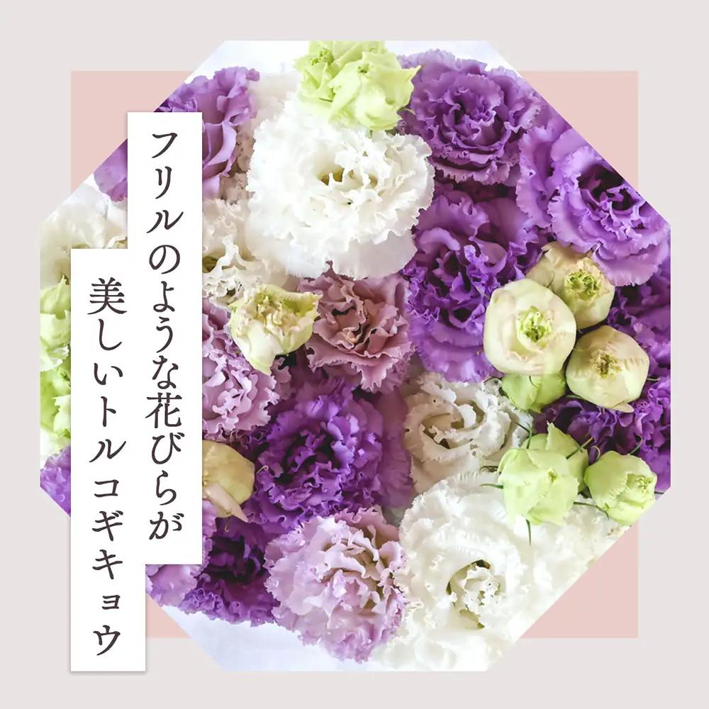 【R8.9月下旬発送】トルコギキョウ 10本 切り花 生産者おまかせ 2~3色ミックス トルコキキョウ 八重咲き フリンジ咲き 生花 花束 冷蔵便 国産 庄内町フラワーラボ