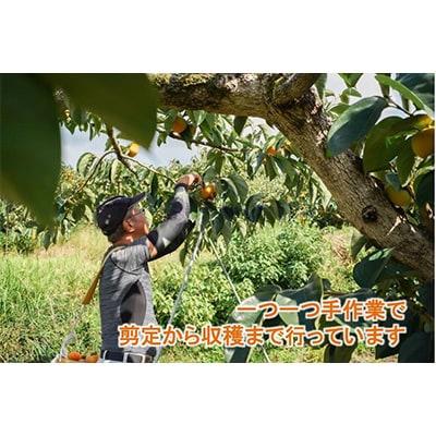 【R8年10月以降発送】刀根早生柿発祥の地より「たねなし柿」L～2L(32～36玉)【秀品】【配送不可地域：離島】 秀品