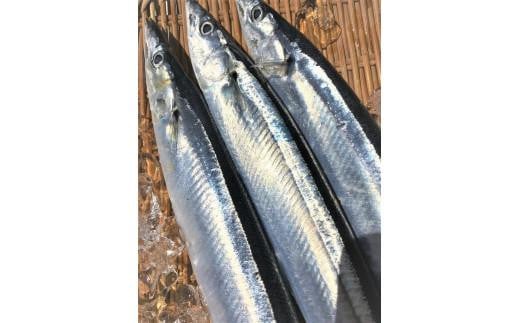 鮮さんま　3kg（23～30尾）×1ケース