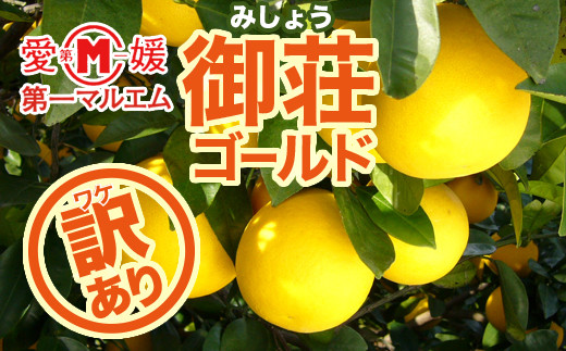
                  訳あり 御荘ゴールド 7.5kg 7000円 みかん mikan 蜜柑 ミカン わけあり 河内晩柑 かわちばんかん 愛南ゴールド 産地直送 国産 農家直送 期間限定 数量限定 特産品 ゼリー ジュース アイス 冷凍 みかん 等に 人気 甘い フルーツ 果物 柑橘 おいしい ジューシー 愛媛県 愛南町 第一マルエム青果有限会社
                