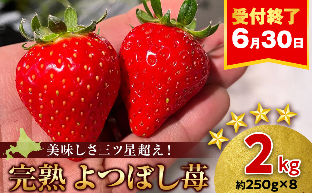 【2026年3月下旬以降発送】北海道産 完熟よつぼし苺(約250g×8パック)