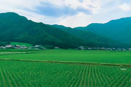 【令和7年度産】 松本さんちのお米10kg