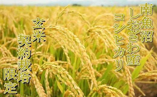 【令和7年産】【玄米１０Kg】●玄米● 生産者限定 南魚沼しおざわ産コシヒカリ【銘柄米 ブランド米 玄米 こしひかり コシヒカリ 魚沼産 新潟米 産地直送 お米 米 こめ コメ ご飯 御飯 ごはん】