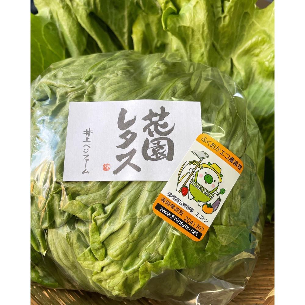 【ふるさと納税】畑直送　花園レタス　6個入り（2Lサイズ） | 野菜 やさい 食品 おすすめ 送料無料