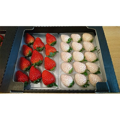 【ふるさと納税】静岡県産いちご　赤&白イチゴ　食べ比べ2パック【配送不可地域：離島・北海道・沖縄県・東北・中国・四国・九州】【1127878】