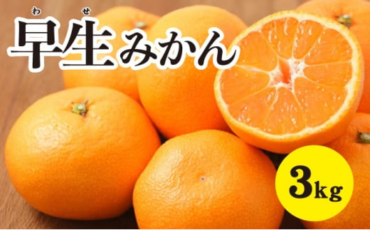 みかん 【先行予約】 【2024年11月以降発送】甘いだけじゃない！ 甘みと酸味の 早生みかん ＜約3kg＞ 広島 三原 佐木島 鷺島みかんじま 017039