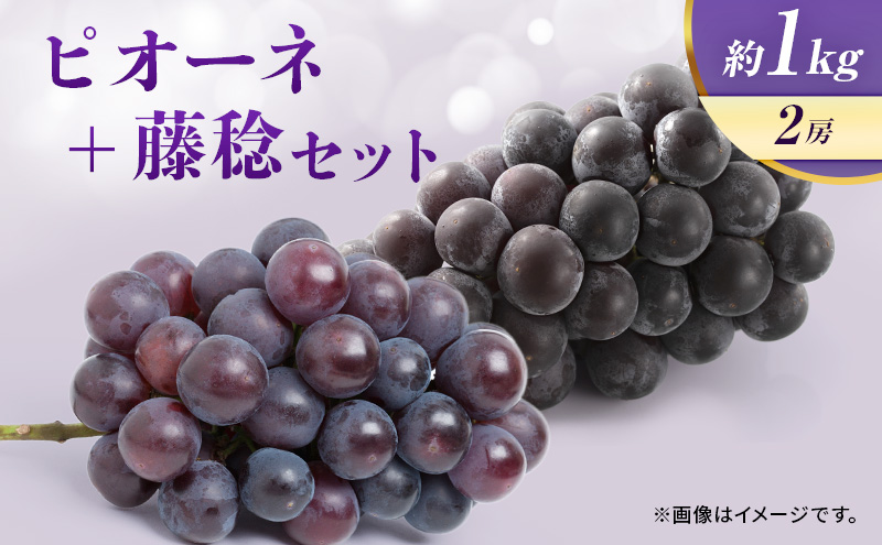 ぶどう ピオーネ 藤稔 セット 約1kg 2房 大粒 フルーツ 巨峰 宮城 宮城県 岩沼市 お届け：2025年8月中旬～2025年9月中旬
