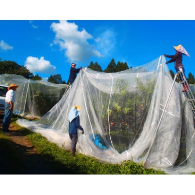 岡山県産 樹熟し白桃 5-8玉(約2kg)【配送不可地域：離島】