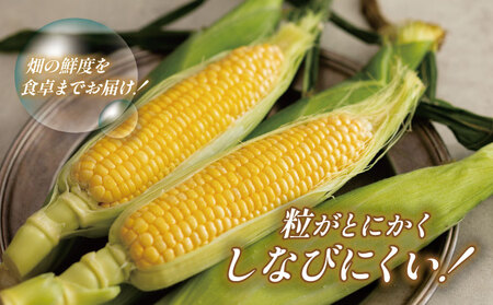 とうもろこし サニーショコラライラ 5kg とうもろこし とうもろこし とうもろこし とうもろこし とうもろこし