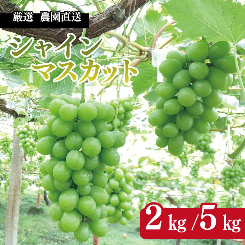 【ふるさと納税】 シャインマスカット 2kg / 5kg 《 2025年 8月 下旬 から 順次発送 》 先行予約 フルーツ ぶどう 葡萄 期間限定 旬 産地直送 農家直送 産直 贈答 家庭用 ギフト 中内農園 ぶどう 直売所 徳島県 阿波市