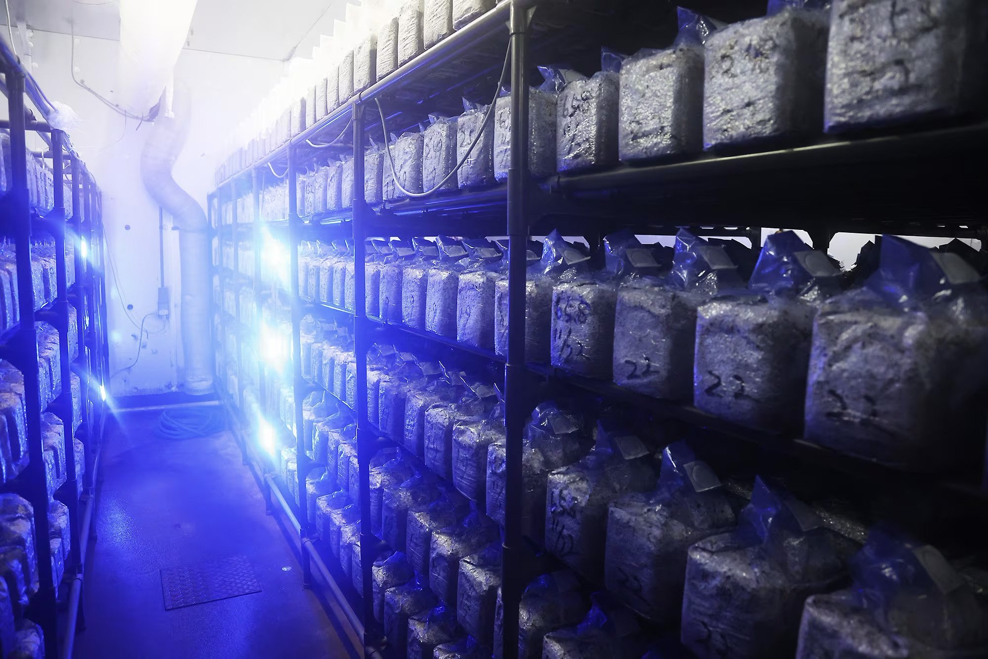 温度・湿度・風を管理しながら育てています。