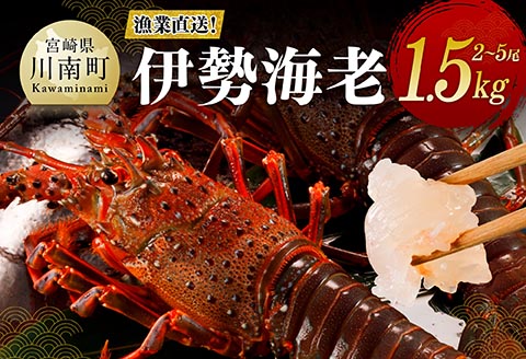 【漁協直送！】伊勢海老1.5kg（2～5尾） 【 魚介類 えび 伊勢えび イセエビ 】[B01704] 伊勢海老1.5kg（2～5尾）