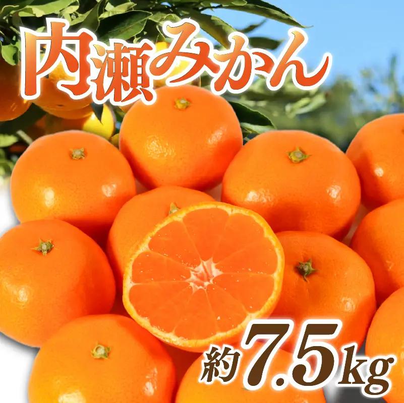 先行予約 内瀬みかん 約7.5kg アサヒ農園 / みかん 