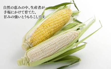 【先行予約】【旭川産】白と黄色のとうもろこしセット　各5本（計3.5kg）(2024年8月上旬発送開始予定)