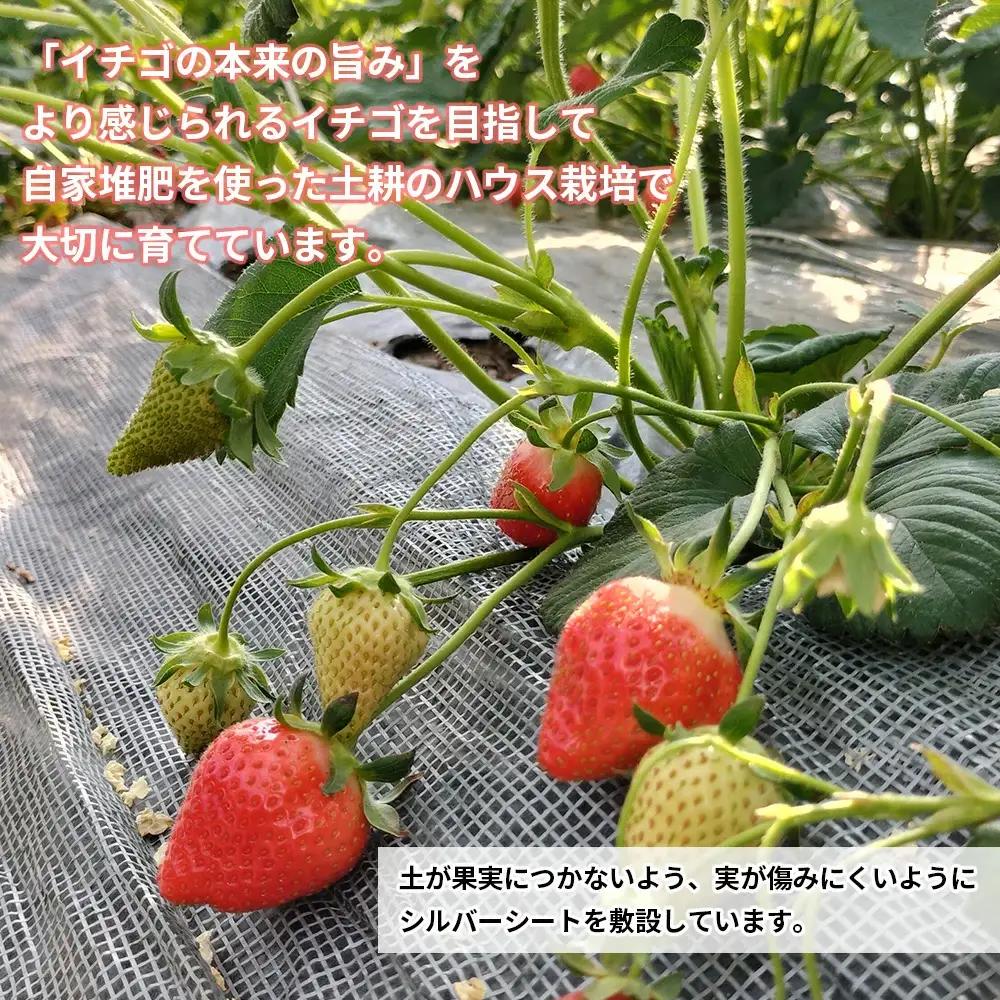 完熟で香り高い！秋田のイチゴ1パック ＜揺りかごパック＞　 45P3407