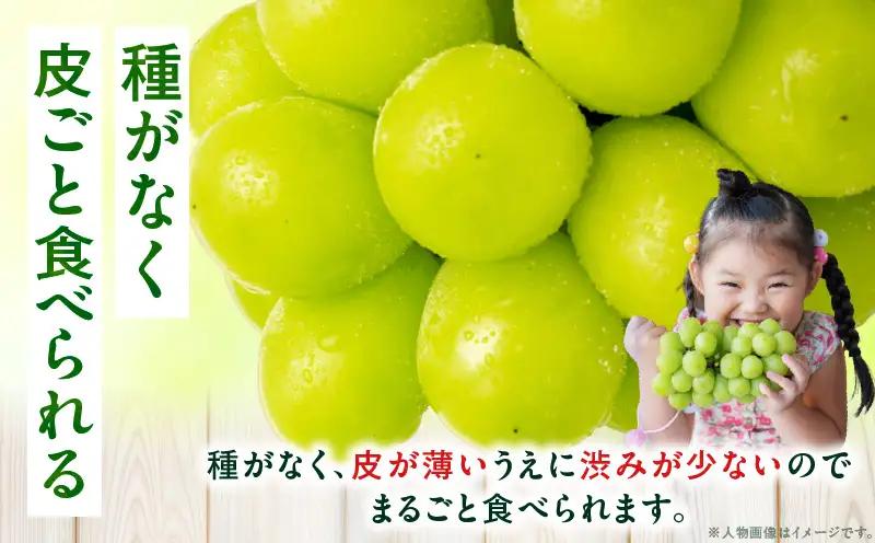 【小分けパック入り】パクパク食べれる・シャインマスカットパック　約1.2kg以上 | シャインマスカット マスカット ぶどう ブドウ 葡萄 果物 フルーツ 新鮮 くだもの 国産 ギフト お裾分け 旬 