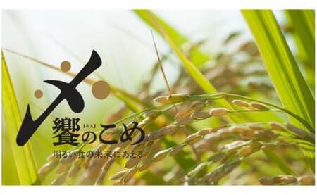 米 令和7年 無洗米 石川米 こしひかり 10kg [38601205] 米