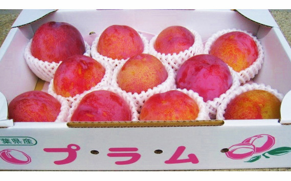 
                  【2026年7月中旬以降発送予定】 プラム（ソルダム）約2～2.2kg 果物 くだもの フルーツ ふるーつ 美味しい ぷらむ お取り寄せ 贈答用 千葉県 東金市
                