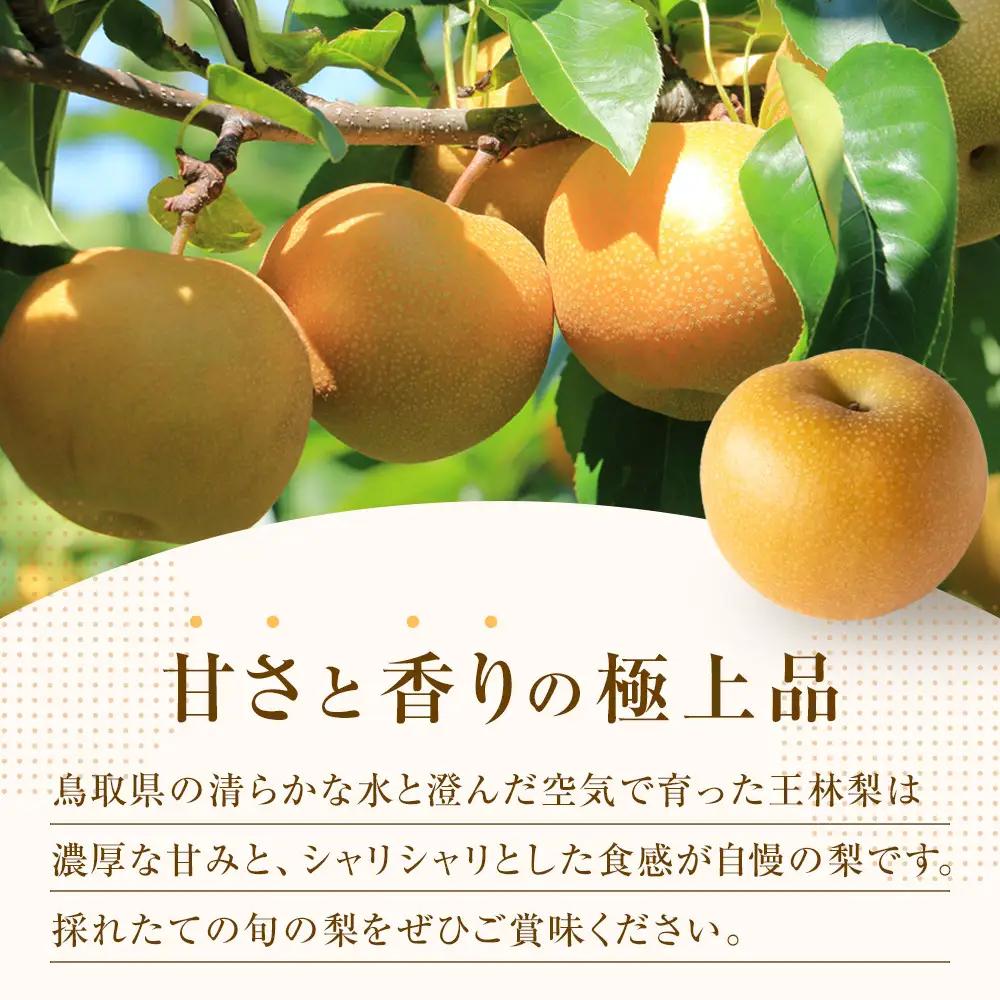 王秋梨  5kg JA ※2026年10月下旬～11月下旬頃に順次発送予定 |梨