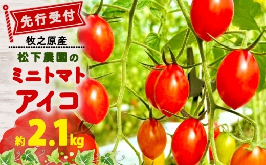 【先行予約】 松下農園 の ミニトマトアイコ 2.1kg 2026年 12月初旬 から 発送予定 ミニトマト アイコ とまと トマト みにとまとあいこ 甘み 夏 新鮮 野菜 完熟 サラダ パスタ トマトソース トマトスープ トマトジュース おやつ  贈答 プレゼント お歳暮 国産 安心 農家直送 産地直送 静岡トマト 静岡とまと 静岡ミニトマト 静岡みにとまと 松下農園 牧之原市 静岡県