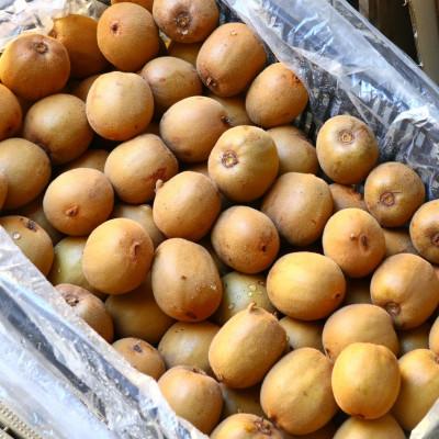 ふるさと納税 香川県 キウイ　美しい緑が鮮やかな　香緑(こうりょく)約750g(5〜6玉) |  | 03