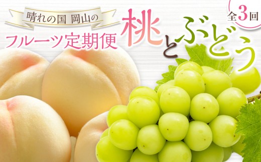 桃 ぶどう 定期便 （隔月） 2026年 晴れの国 岡山の フルーツ 定期便 3回 コース 白桃 もも 葡萄 シャイン マスカット 葡萄 岡山産 国産 フルーツ 果物 ギフト
