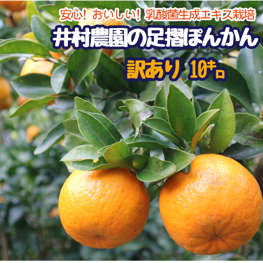 【先行予約】訳あり 家庭用 井村農園の足摺ぽんかん（10kg）デコポンの親 みかん 柑橘 果物 果実 ミカン ポンカン フルーツ おやつ デザート 10キロ 美味しい 【R01134】