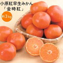 【ふるさと納税】小原紅早生みかん「金時紅」約3kg ミカン 柑橘 糖度11度 甘い　果物類・柑橘類・みかん・フルーツ・ミカン・蜜柑・くだもの　お届け：2024年11月下旬～12月下旬