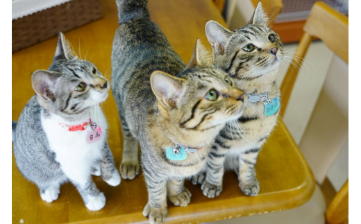 fc-36-001　猫ちゃんが大好きな方必見！『保護猫アンドゥ』フリータイムチケット3枚セット