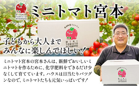 【2ヶ月定期便】ミニトマト とれたてミニトマト 2kg/月×2回 トマト 野菜 サラダ ダイエット おやつ パスタ マリネ 有機肥料 ミニトマト宮本《お申込み翌月から出荷》 熊本県 長洲町 送料無料 