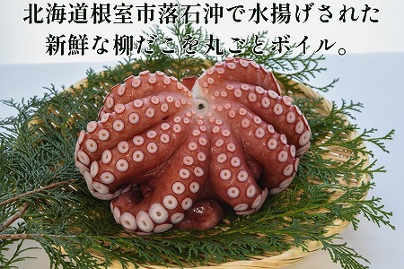 【北海道根室産】柳蛸ボイル2杯(計2kg) B-20012