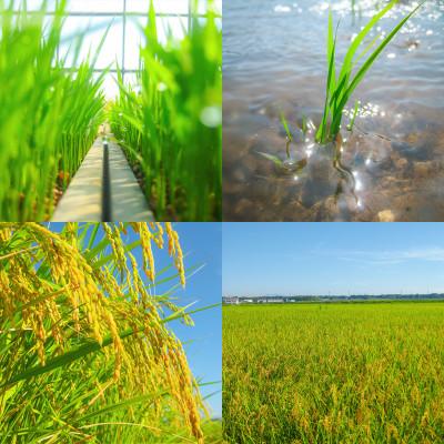 ふるさと納税 つくば市 令和7年産 新米 球児の米 (一等米 ミルキークイーン)白米 5kg |  | 03