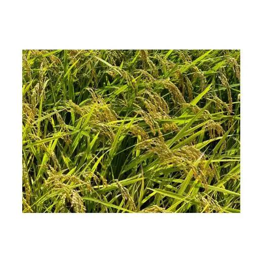 こしひかり 10kg 鈴鹿山麓の銘水が育てた米、米どころ三重県産小山田地区「こしひかり（精米）」10kg 小山田米