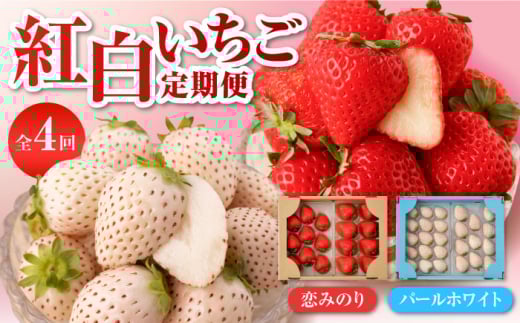 【先行予約】【4回定期便】紅白いちご（恋みのり・パールホワイト）/ いちご 苺 イチゴ こいみのり ホワイトパール しろいちご 白苺 しろ 白 フルーツ 果物 甘い あまい  アフター対応 アフターフォロー 期間限定 産地直送 国産 佐賀県産 さがいちご 九州 佐賀県 白石町 [IZZ017]
