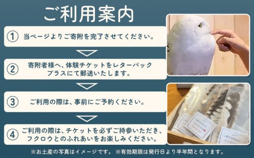 ふくろう触れ合い体験 (ドリンク スーベニア付き) カントリーオウル フクロウカフェ《30日以内に出荷予定(土日祝除く)》和歌山県 岩出市 ふくろう 体験 フクロウ ふれあい体験 チケット 送料無料