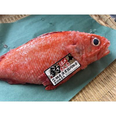 ふるさと納税 網走市 【期間限定】釣りキンキ1尾(約600g)冷蔵便届け |  | 01