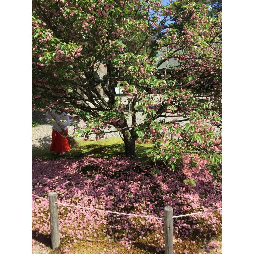 兼六園菊桜　手描加賀友禅染　反物　【濃い桜色】