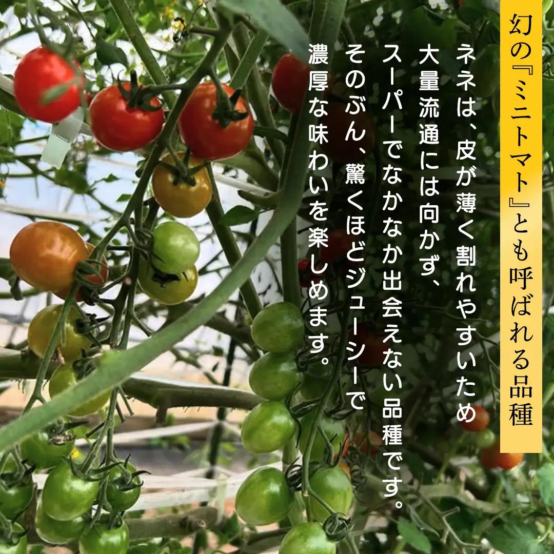 ミニトマト ネネ 1kg (FF002)