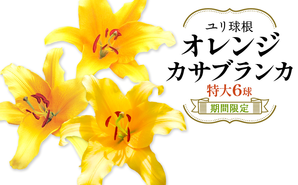 【期間限定】ユリ球根 特大球オレンジカサブランカ 6球 橙花品種 花 フラワー 園芸 ガーデニング 植物 高品質 送料無料