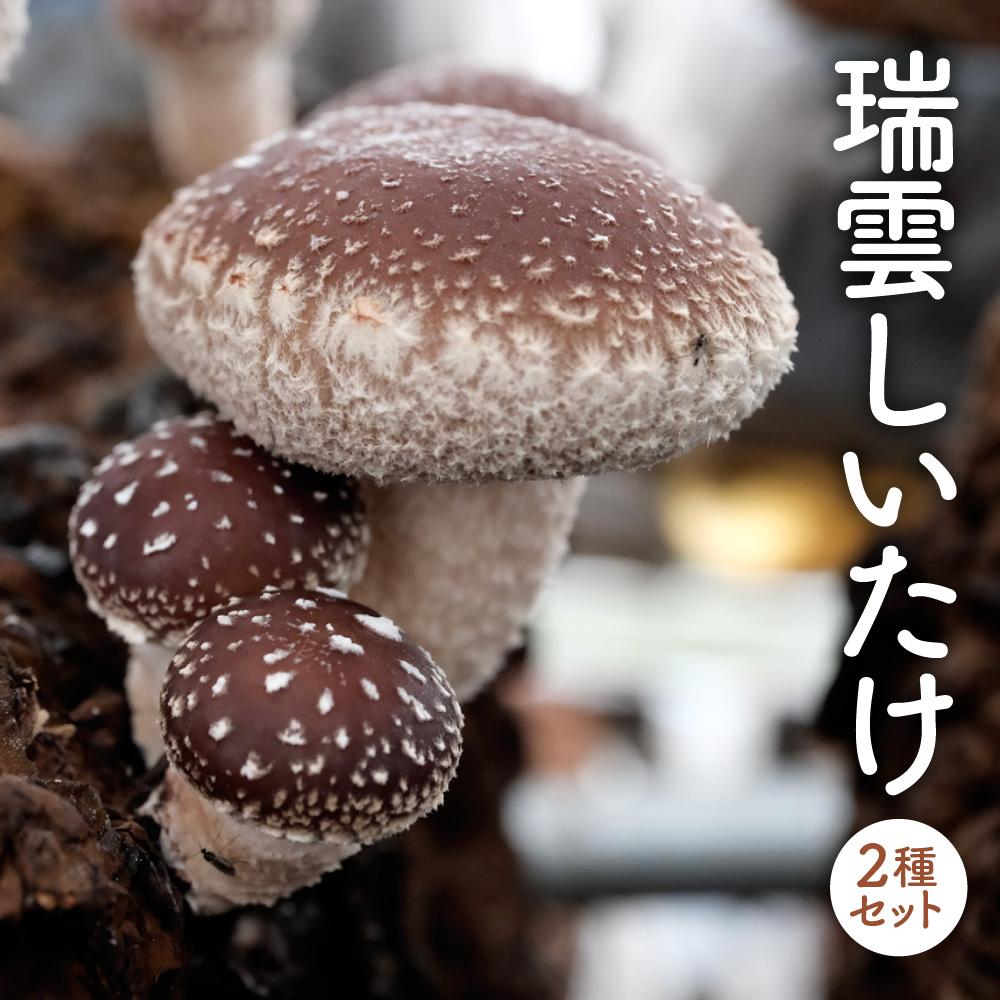 【ふるさと納税】【先行受付】瑞雲しいたけ2種セット／2025年10月～2026年2月上旬頃お届け | 野菜 しいたけ 生しいたけ 乾しいたけ 椎茸 菌床 産地直送 送料無料 楽天ふるさと 納税 返礼品 お取り寄せグルメ 取り寄せ お取り寄せ 三重県 伊賀市 三重 伊賀