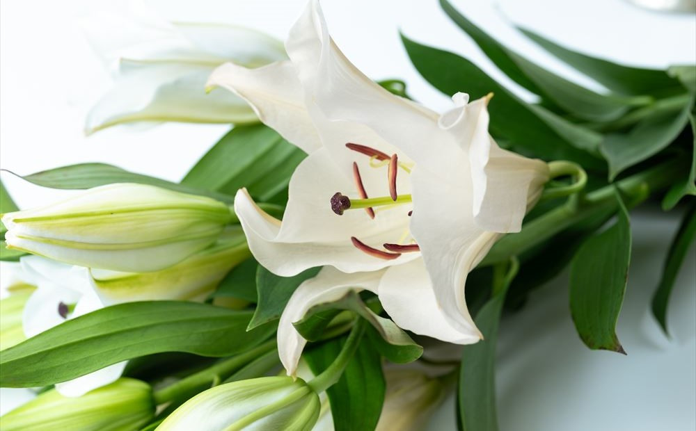 【ゆり】冷涼な気候の西和賀産の花は色が鮮やか