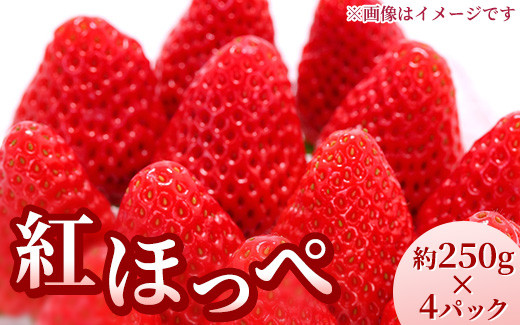 
【先行受付】紅ほっぺ 約250g×4パック　計約1kg〔P-221〕 | いちご イチゴ 苺 フルーツ 果物 デザート ストロベリー 那須 栃木県 那須町
※2025年1月中旬頃より順次発送予定
