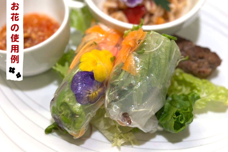 農家直送！加藤さんちのエディブルフラワー 10パック (1パックあたり季節のお花15輪から30輪)｜食用 花 お花 野菜 トッピング 付け合わせ [0765]
