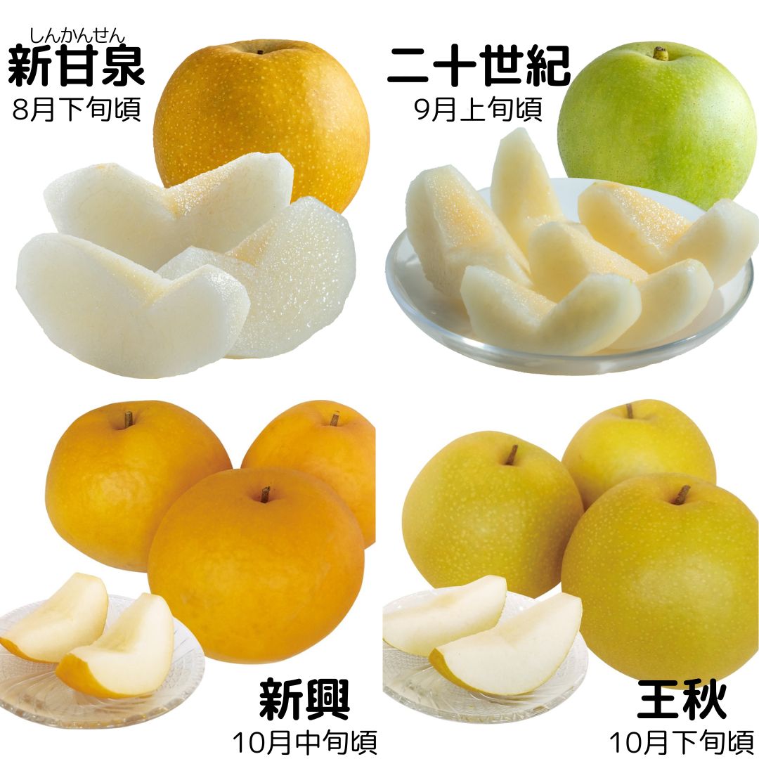 梨 なし 定期便 4回 5kg 計 20kg 東郷 (15M.)| 二十世紀梨 二十世紀 新甘泉 しんかんせん 新興 しんこう 王秋 おうしゅう 鳥取県 湯梨浜町 果物 フルーツ 特産品