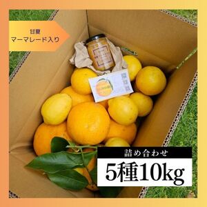 マーマレード入り季節の柑橘詰め合せ10kgいろんな種類が一箱に詰まった楽しいみかんBox【先行受付】【1657125】