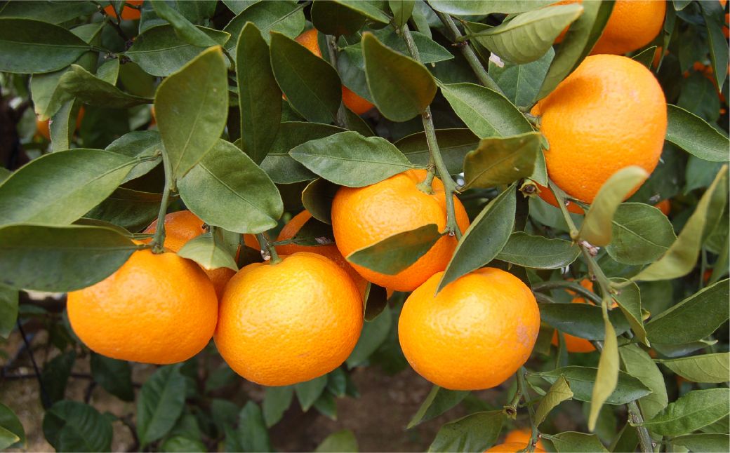 【先行予約】【家庭用】温州みかん 5kg ※離島への配送不可 （2025年11月10日より順次発送） IKTA039