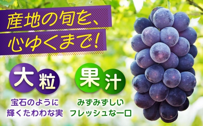 贅沢3種！ ぶどう ブドウ 葡萄 ピオーネ マスカット ニューベリーA 2kg 