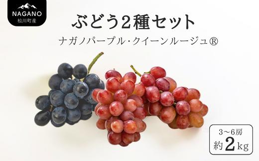 TK31　ぶどう2種セット （ナガノパープル・クイーンルージュ®） 約2kg 贈答 ／ 2026年9月中旬～10月中旬頃 配送予定 // 長野県 南信州 種なし 葡萄 セット ナガノパープル クイーンルージュ 高品質 贈答 ギフト お取り寄せ 詰め合わせ