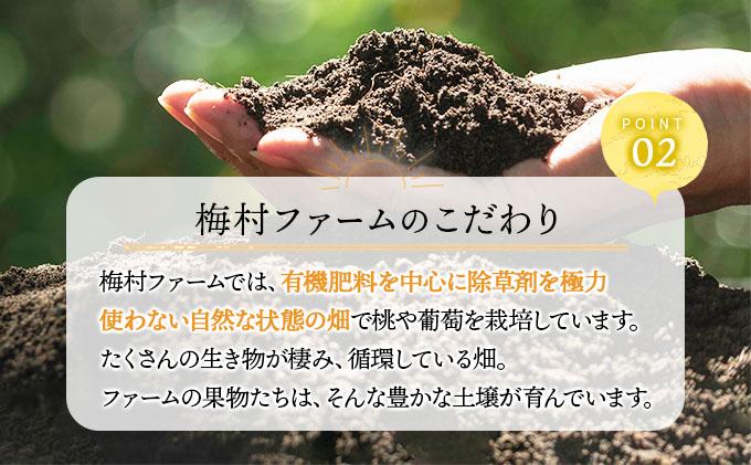 ＜2025年発送分 先行予約＞梅村ファーム 朝摘み直送 シャインマスカット（3房〜5房 約2kg）【030-a006】